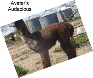 Avatar\'s Audacious