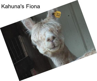 Kahuna\'s Fiona