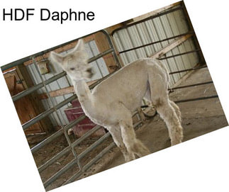 HDF Daphne