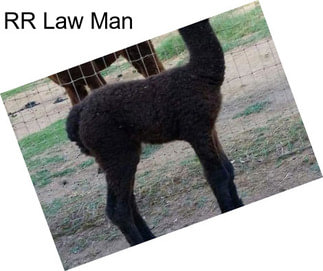 RR Law Man