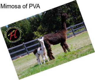 Mimosa of PVA