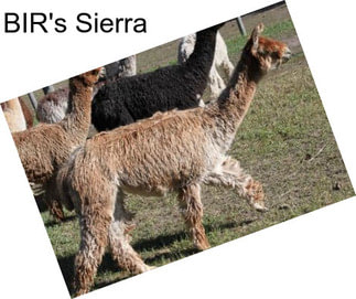 BIR\'s Sierra