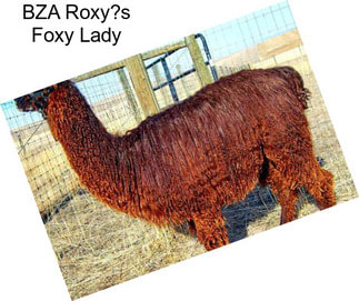 BZA Roxy?s Foxy Lady