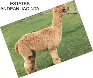 ESTATES ANDEAN JACINTA