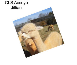 CLS Accoyo Jillian
