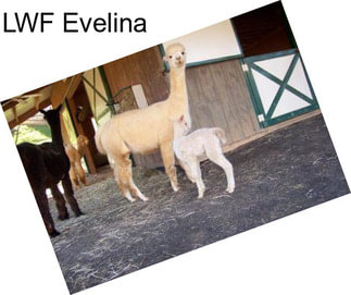 LWF Evelina