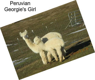 Peruvian Georgie\'s Girl