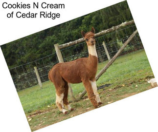 Cookies N Cream of Cedar Ridge