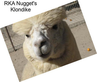 RKA Nugget\'s Klondike