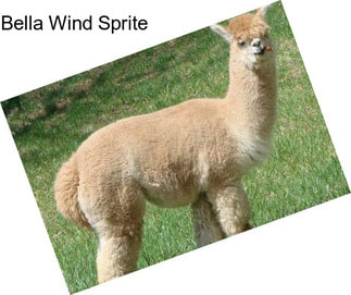 Bella Wind Sprite