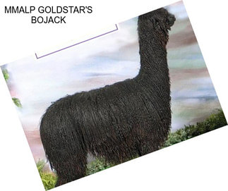 MMALP GOLDSTAR\'S BOJACK