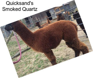 Quicksand\'s Smoked Quartz