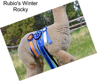 Rubio\'s Winter Rocky