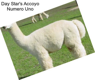 Day Star\'s Accoyo Numero Uno