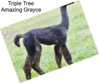 Triple Tree Amazing Grayce