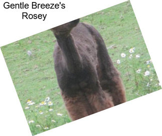 Gentle Breeze\'s Rosey