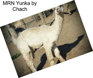 MRN Yunka by Chach