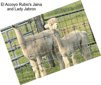 El Accoyo Rubio\'s Jaina and Lady Jabron