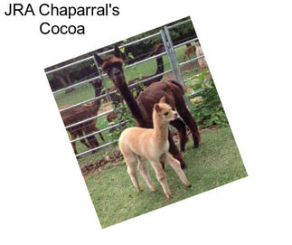 JRA Chaparral\'s Cocoa