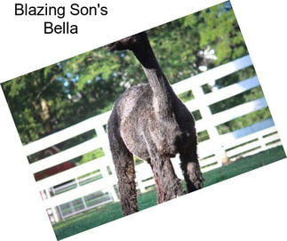 Blazing Son\'s Bella