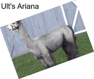 Ult\'s Ariana