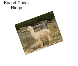 Kira of Cedar Ridge