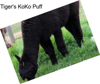 Tiger\'s KoKo Puff