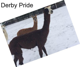 Derby Pride