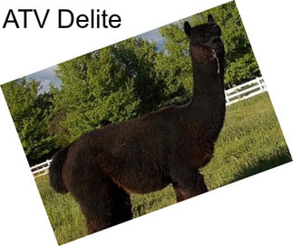 ATV Delite