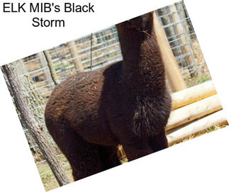 ELK MIB\'s Black Storm