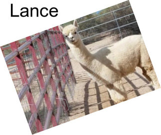 Lance