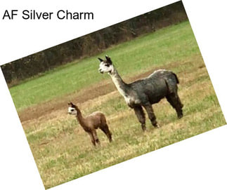 AF Silver Charm