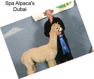 Spa Alpaca\'s Dubai