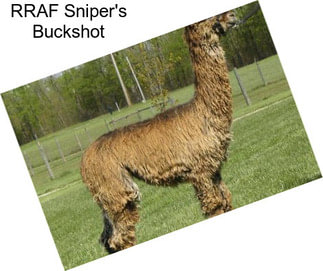 RRAF Sniper\'s Buckshot