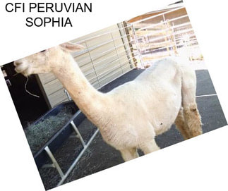 CFI PERUVIAN SOPHIA