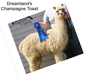 Dreamland\'s Champagne Toast
