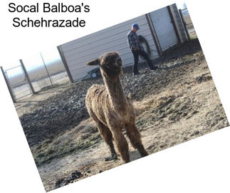 Socal Balboa\'s Schehrazade