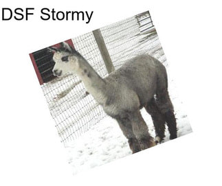 DSF Stormy