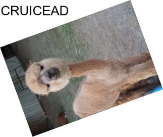 CRUICEAD