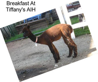 Breakfast At Tiffany\'s AIH