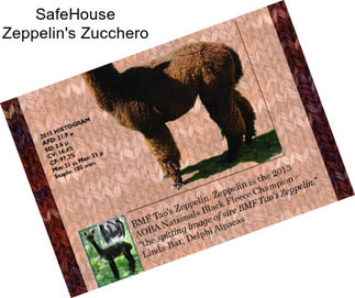 SafeHouse Zeppelin\'s Zucchero