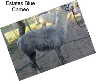 Estates Blue Cameo