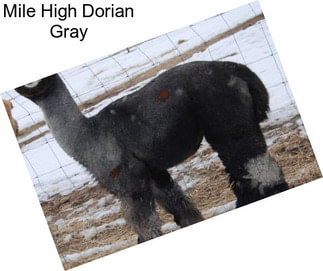 Mile High Dorian Gray