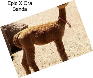 Epic X Ora Banda