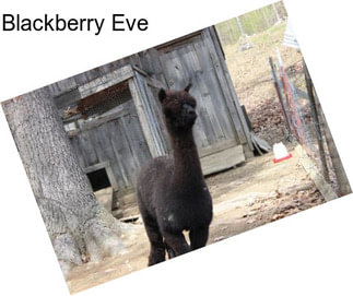 Blackberry Eve