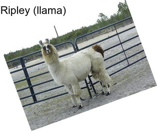 Ripley (llama)