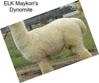 ELK Maykon\'s Dynomite