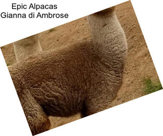 Epic Alpacas Gianna di Ambrose