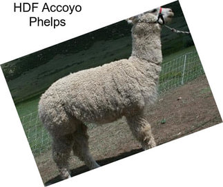 HDF Accoyo Phelps