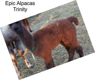 Epic Alpacas Trinity